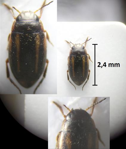 Graptodytes sp.
